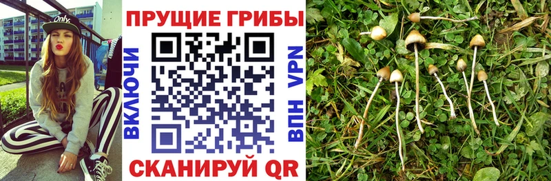 Галлюциногенные грибы Psilocybine cubensis  наркотики  Амурск 